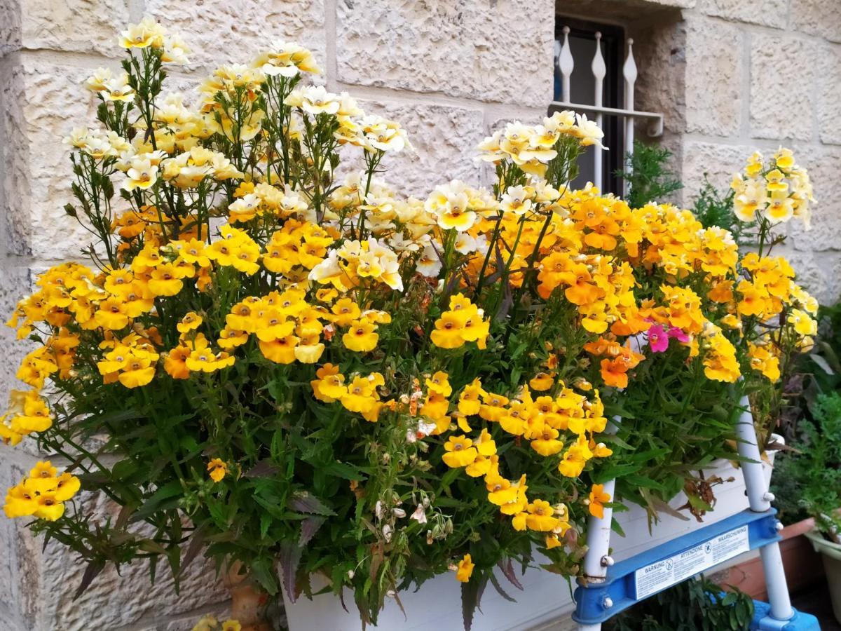 Cozy Garden Jerusalém Exterior foto